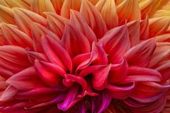 Dahlia's Dance
