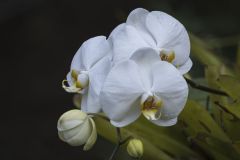 Orchid Costa Rica