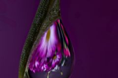 Flower Drop