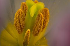 Pollen Burst