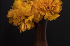Spring Tulips