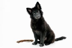 Charlie the German Shepherd Pup in Winter