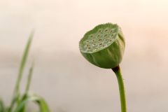 Lotus Pod in Early Morning