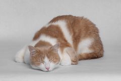 Cat Nap