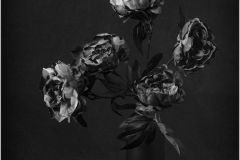 Low Key Flowers