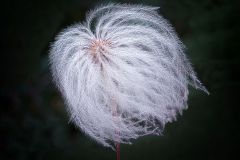 Clematis Lingusticifolia Seedhead