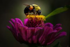 Bee Packing in the Pollen