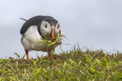 Nest Building Fratercula Arctica (Atlantic Puffin)