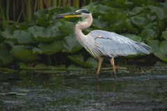 Great Blue Herron with Bullhead
