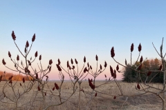 Sumacs At Sunset