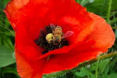 Bee-ing busy