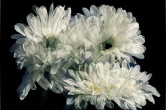 Dreaming Daisies