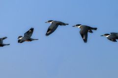 Tracking the Kingfisher