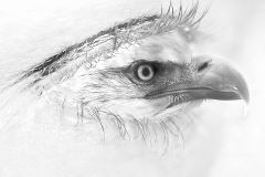 Eagle Eye