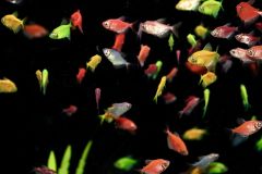 The Fish You Didn't Catch