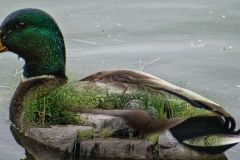 Scene on a Duck's Back