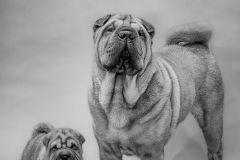 Carbon Copy