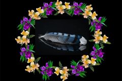 Blue Jays Elegy