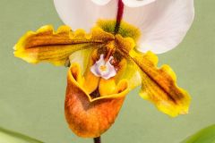 Lady Slipper