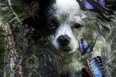 Papillon