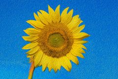 My Beautiful Sunflower