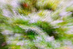 Icy Pine
