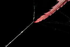 By a Thread