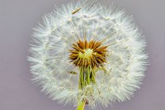 Dandelion Head