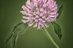 Red Clover