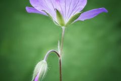Wild Geranium