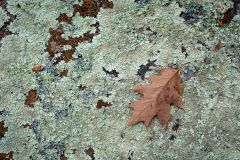 Lichen and Leaf