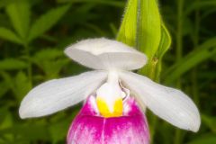 Showy Lady Slipper