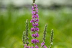 Loosestrife
