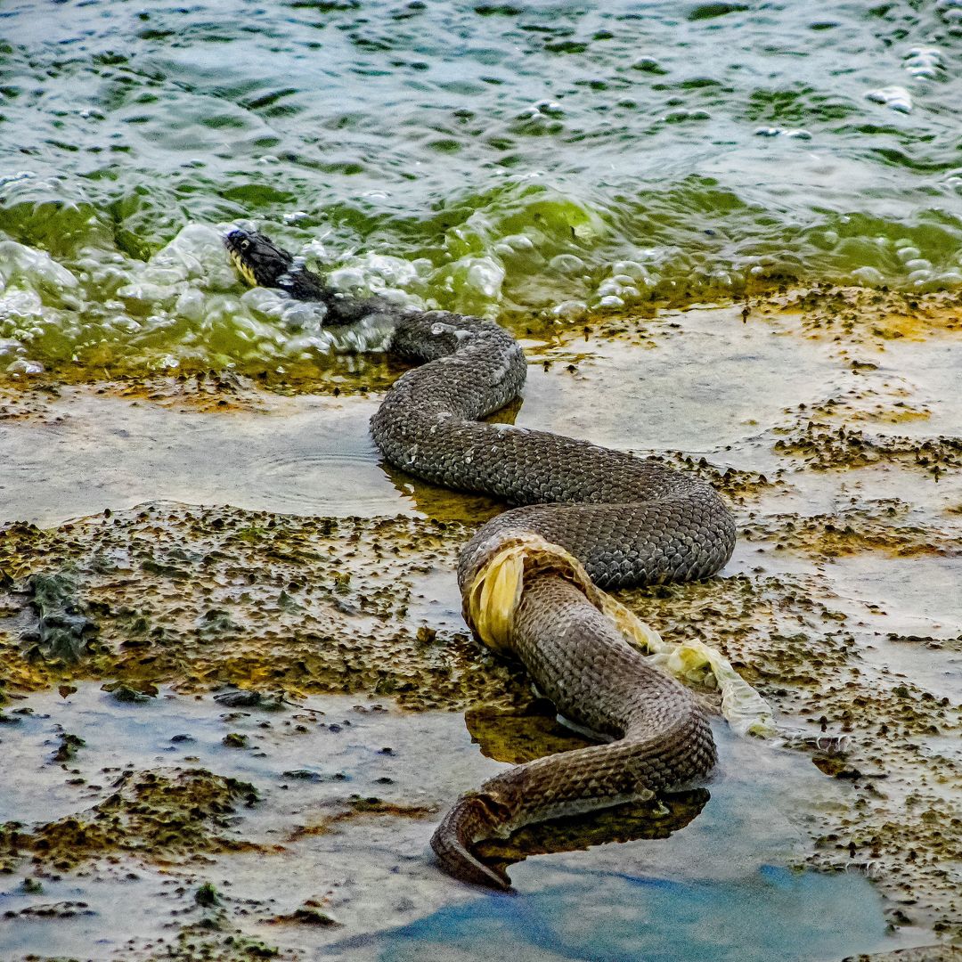 Ecdysis - Lake Erie Water Snake Shedding its Skin