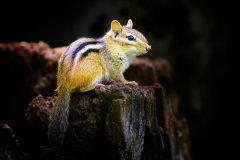 Chipmunk