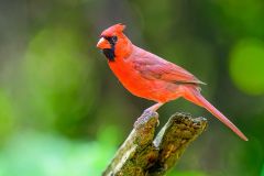 Northern Cardinal