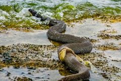 Ecdysis - Lake Erie Water Snake Shedding its Skin