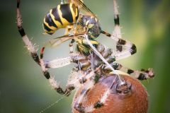Orbweaver Spider Extruding Filaments
