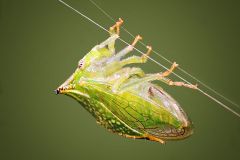 Treehopper Tightroping along Spider Filaments