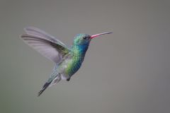 Broad Billed Hummingbird