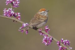 Field Sparrow