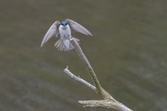 Tree Swallow
