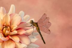 Female Autumn Meadowhawk