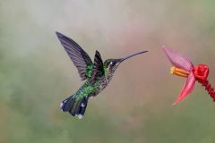 Talamanca Hummer Feeds on Banana Flower