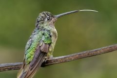 Hummingbird's Cooling Ritual
