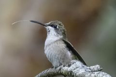 Female Ruby Throated Hummingbird