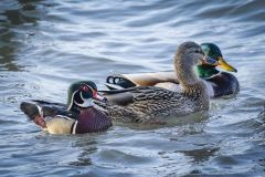 Wood Duck and Mallards