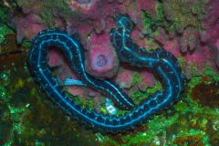 Bearded Fire Worm