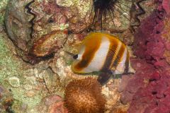 Coral Sea Beauty