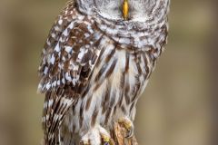 Barred Owl at Rest